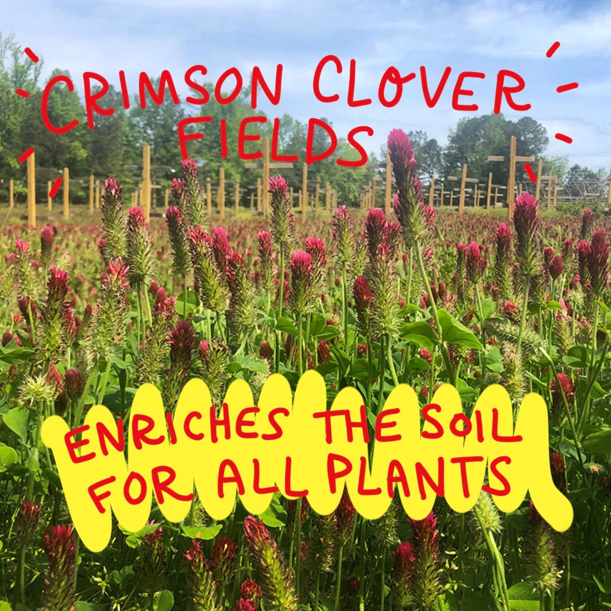 King of Crops Then & Now